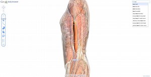 Body Browser, un service pour ausculter le corps humain