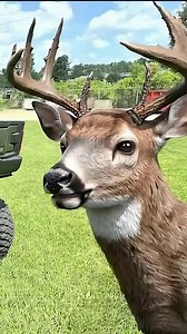  Ready to level up your Polaris Xpedition? Thumper Fab just dropped the Winch Headache Rack — and it’s an absolute game changer. Pull. Protect. Dominate.  Whether you're hauling gear or flexing on the trails, this beast brings the muscle and the style.  Watch it in action and hit follow for more insane offroad upgrades! #ThumperFab #PolarisXpedition #WinchHeadacheRack | Thumper Fab | Facebook