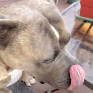 Time for mai Gotcha cake! ..it was pawsome! We lubs mama! | Pit Bull Patch and his fabulous friends