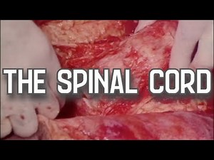 Autopsy dissection: step-by-step the technique for removing the spinal cord