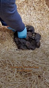  North Carolina Zoo in Asheboro celebrated the arrival of “not one...