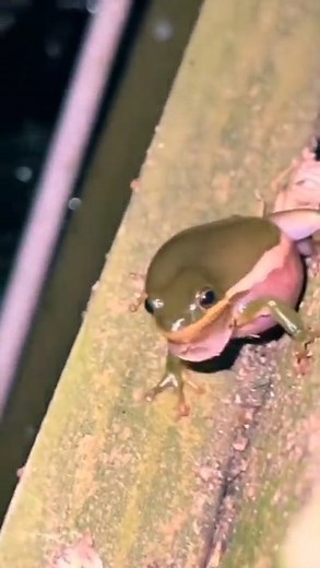 Its Wednesday! 😎 #frog #frogs #wednesday | Alien UFO Sightings