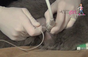 How to perform a thoracocentesis | VETgirl Veterinary CE Podcasts