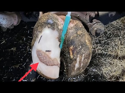 COW’S HOOF BLOWS TONS OF BUBBLES
