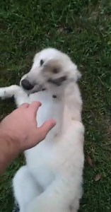 She sure loves to love 🥰 | Howling Hills Wolf Pack