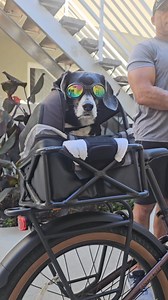 Highlights of this week so far ~ ✨️ Feeling 🙏🏽💜🧘🏾‍♀️💪🏽🤗 Started off with a sound healing session with @sandrasandiaofficial . Beyond amazing and set the tone for how I wanted my week to unfold! Then - Our Sunday beach bike ride with my babe & Lucky, followed by my first Gallaxy game where they honored fire station 116! 🚒 Then, @mikafj and I tried a new self defense class @kravmagaalliance in Culver city..... Lastly ~ Kick Ass workouts with 💣 bomb ass clients 💪🏽💪🏽💪🏽 Heart is FULL!