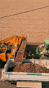 Inside Look at a Potato Harvester #farm #trucking #harvest #bulk | Bulk Loads