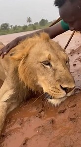 99K views · 937 reactions | VILLAGERS RESCUE LION From Giant River Monster! 女撚 | Isabel Giraldo | Facebook