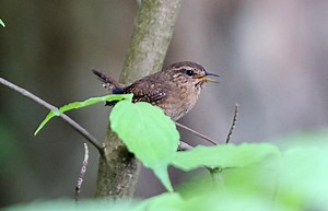 Suburban sprawl drives songbirds apart