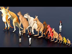 kangaroo Size Comparison #animation #animals