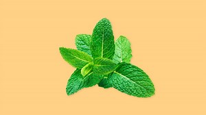 Menthe