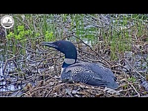 Looncam on Nesting Site
