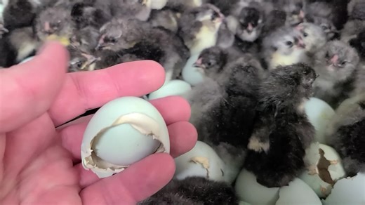 7.4K views · 202 reactions | Black ameraucana baby chicks hatching at cackle hatchery. https://www.cacklehatchery.com/product/black-ameraucana-chicks/ | Cackle Hatchery | Facebook