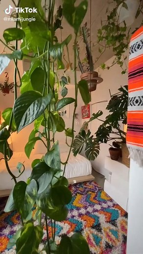 Welcome to the #urbanjungle in Miami #monsteradeliciosa #monstera #miamijungle #urbanjunglebloggers @luizcent