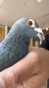 Father of My 2X money Winner at Peach Classic 2021 PETER PAN | Capistrano Loft Pensacola Florida