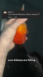 Dropsy sucks. It's a big goldfish killer, it's hard to pinpoint the reason why they get to sometimes, usually it's a water quality issue, others are genetically prone, possibly some long term internal parasites may lead to it, and for other unknown reasons it can spring up. Many goldfish keepers lose their fish to dropsy, me too, luckily this time not, at least for now. #fish #goldfish #aquarium #ranchu | Luke’s Goldies