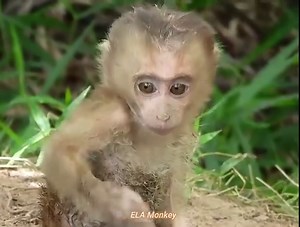 64K views · 2.3K reactions | The poor monkey is carefully examining his hand because it is stuck | ELA Monkey | Facebook