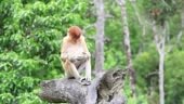 Male Proboscis Monkey aroused and preparing for mating