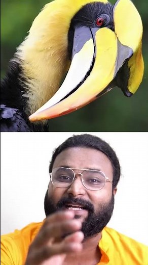 വേഴാമ്പലിന്റെ ത്യാഗം_detailed video in channel