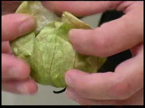 Cooking Tips : How to Pick Tomatillos