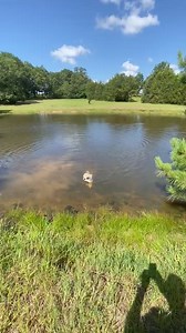 2.5K views · 50 reactions | LouterCreek Hunting Poodles on Reels | Facebook