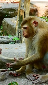 10K views · 248 reactions | Cute baby monkey Lovely and Funny & Crying some monkey Sadness. #monkey #animals #monkeys #wildlife #nature #animal #monkeysofinstagram #photography #memes #wildlifephotography #zoo #love #art #naturephotography #funny #ape #primate #animalphotography #cute #meme #monkeylove #travel #photooftheday #monkeymemes #primates #monkeyseemonkeydo #dankmemes #animallovers #gorilla | Monkey Mono | Facebook