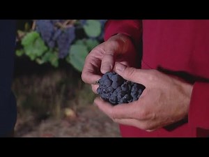 36th annual Grape Stomping Festival