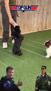 Goose and Mav doing what they do!! | Mount Pleasant Avenue Premier Canine Villas & Spa