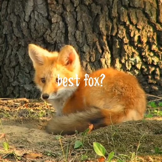 @Sweetie Fox #sweetiefox #sweetiefoxedit #