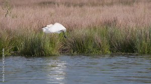 Eurasian spoonbill standing in reeds on river shore then taking flight.