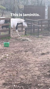 We are struggling right now but not giving up. #myvoo #voodoo #horse #laminitis #flareup | From Suits to Boots