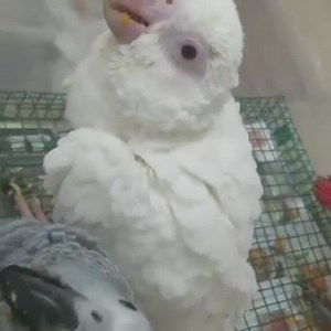 6.7K views · 662 reactions | ♦️Parrots Colors And Ⓜ️utations.. ✨African Grey Parrot Mutations.. Lutino African Grey Mutation.. ( lutino Mutation not albino Because the bird has a red tail)..  Disclaimer : We have no commercial purpose while sharing this video/picture. Its purely for social awareness.   Video /  Picture All rights and credit reserved to respective photographer/owner. #saveparrots | Belal Moheb | Facebook