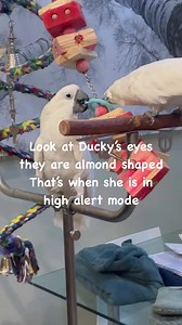 6.1K views · 255 reactions | This never happens, what? Ducky and Stella playing together. Ducky can be a nasty piece of business but she is terrified of Stella. This is so nice to see but Ducky is on her high alert look at her eyes. | Ducky Stella Quinton Our Terrible Toos | Facebook