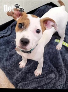 Dot may be one of the few puppies left in the adoption centre, but her cuteness is definitely the most unforgettable! 🐾🤍 #rescuedog #adoptdontshop #tulsapets #supportanimalrescue #tulsa | Humane Society of Tulsa
