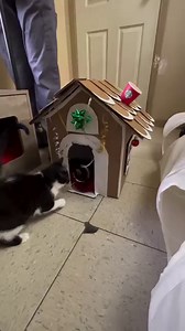 30 reactions · 3 comments | A cat wonderland in the coziest gingerbread retreat!  When life gives you cardboard, turn it into a purr-fect playhouse. These feline architects are mastering the art of holiday fun!  #christmasgingerbread #gingerbreadhouseforcats #catlife #cute #adoptdontshop #cuteanimals #kittens #brantcountyspca | Brant County SPCA | Facebook