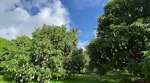 2.1K views · 78 reactions | Mangoes are in season! Take a free tour of our very own Mango Orchard when you book an overnight stay with your family. Remember, all ages are welcome! Ask us how. #sonyasgarden #staycation | Sonya's Garden | Facebook