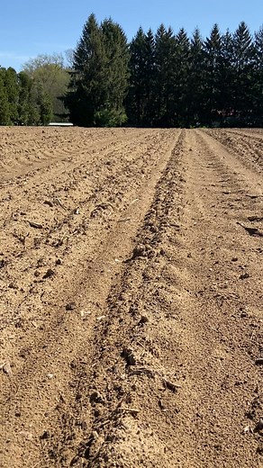 The scientific process, or not :) West River Sweet Corn #seedgermination | West River Sweet Corn