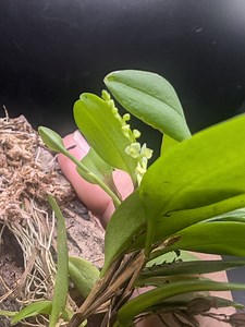 Stelis Morganii Miniature Orchid Intermediate Temps Easy Grower Terrarium/vivarium Creeping Grow Style - Etsy