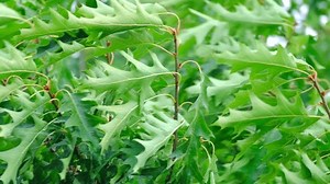 Juicy Green Oak Foliage Quercus Palustris Stock Footage Video (100% Royalty-free) 1104007401 | Shutterstock