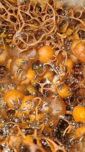 Stingless bee honey pots! Stingless bees store their honey in round pots, connected by supporting arms of propolis. Have you ever tasted stingless bee honey? How would you describe the taste? Follow me to see more stingless bees. #nativebee #naturelovers #beesofinstagram #awesomeearth #instagramreels #beekeeping #beethecure #savethebees #earthshots #eathpics #bees #Apismellifera #nativestinglessbees #australiananimal #australiannative #wow_australia2021 #Australia #goldcoast #honey #pollinators 