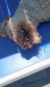 Wilton's Manor Doggie Daycare, Resort & Spa on Reels | Facebook