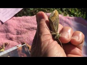 Imperial Moth: How can a yellow moth find camouflage?