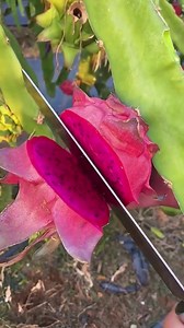 10 buah buahan daerah tropis #fruit #dragonfruit #fruitlover #fruits #grapefruit #fruitarian #fruity #fruitporn #fruitcake #fruitbowl #summer #healthy #photography #vegan #delicious #health #healthylifestyle #vegetables #nature #yummy #fruitlove #fruitsalad #kiwifruit #strawberry #tropicalfruit #fruitjuice #instafruit #fruitoftheday #fruitsmoothie #chiaseeds¹ | Omah Fruits Mansur