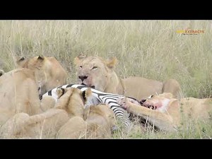 Lions kill Zebra and Feeds in the Midst of Wildebeests || Wild Extarcats