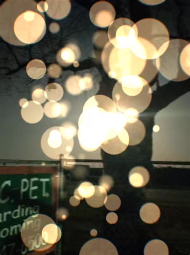 Pups playing under a full one tonight! 🌕 | ABC Boarding Kennel and Grooming for Pets