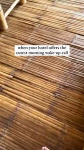 Cutest hotel wake-up call - morning visit