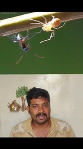 Spitting spider facts #nature #spider #facts | Anbulla Sahotharan
