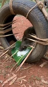 203K views · 670 reactions | Deep in the forest, a wild boar is lured into a handmade trap using rice on a banana leaf. Built with bamboo spikes, wooden sticks, rope, and tires, this scene showcases traditional forest survival and hunting culture. #wildboarvideo #foresthunting #traditionaltrap #junglelifestyle #survivalculture #natureclips #shortsfeed | Sun Bora Survival | Facebook