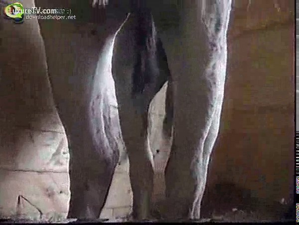 Caballo en celo follándose a una yegua