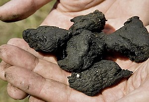 Is Your Compost Made of Sewage Sludge? | Planet Natural